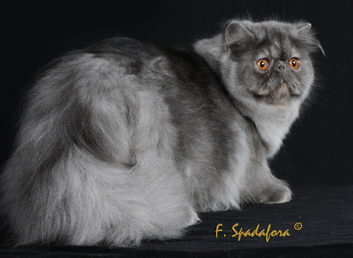 Black smoke exotic best sale shorthair